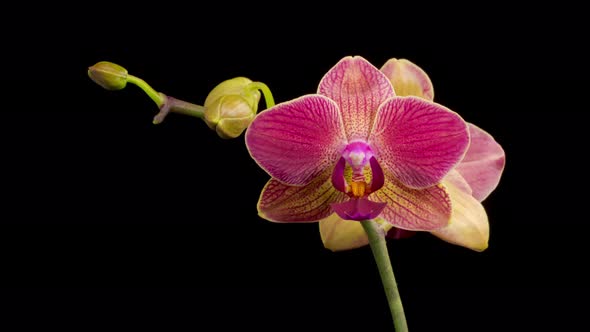 Blooming Red Orchid Phalaenopsis Flower