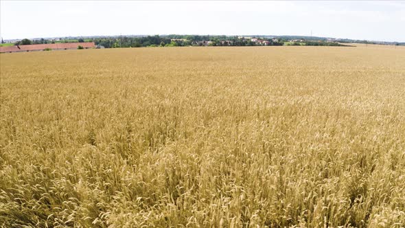 Aerial Drone Shot  a Brown Field in a Rural Area  Drone Flies in a Curve