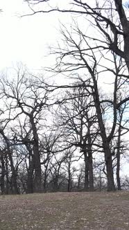 Vertical Video of the Forest with Trees Without Leaves Slow Motion