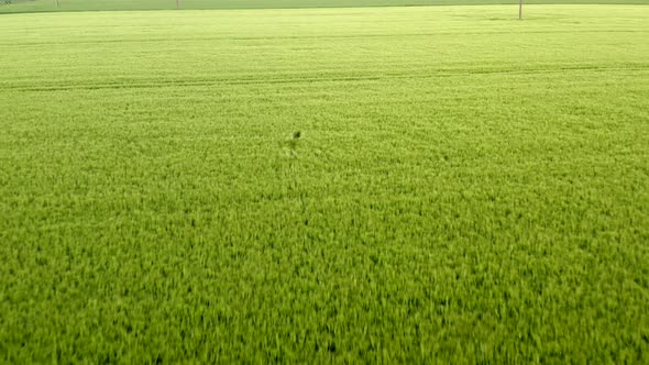 drone shot of deer running in a field