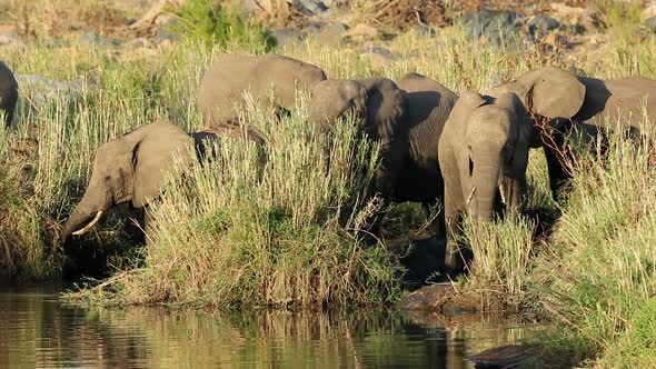 Feeding African Elephants - Kruger National Park