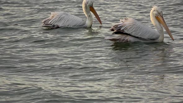 Pelicans Floating In The Sea 3