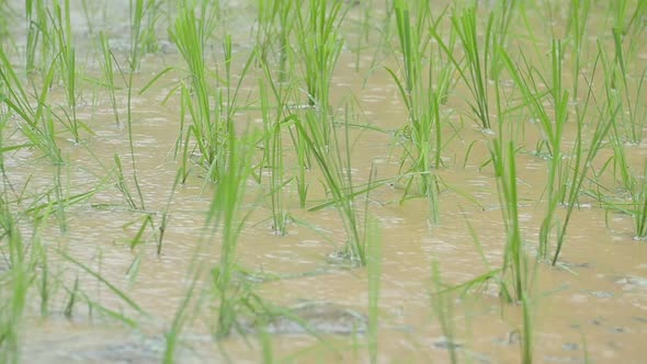 Rice Sprout Growing In Paddy With Raining