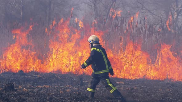 Firefighter Runs Through Burning Forest. Burnt Trees, Charred Trees. Slow Motion