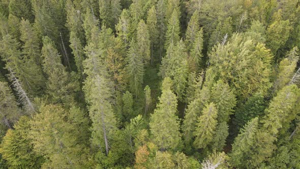 Forest in the Mountains. Aerial View of the Carpathian Mountains in Autumn. Ukraine