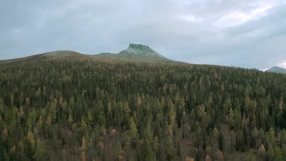 Aerial Drone View Over the Mixed Forest