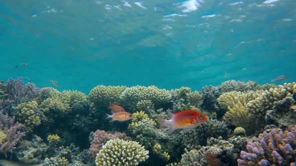 Underwater Scenery