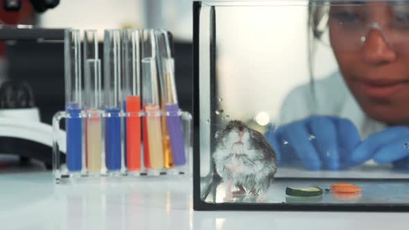 Closeup of Female Scientist Observing Hamster's Behavior During the Experiment in Modern Lab