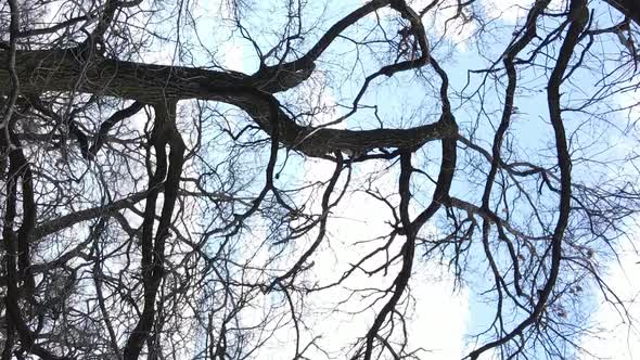 Vertical Video of the Forest with Trees Without Leaves Slow Motion