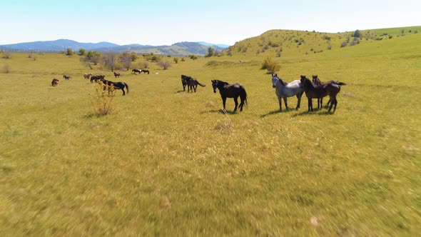 Flight Over Wild Horses Herd on Mountain Meadow. Summer Mountains Wild Nature. Freedom Ecology