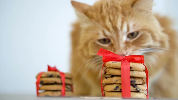 Ginger Cat Noses Christmas Cookies for Santa Tied with Red Ribbon Sitting on the Table