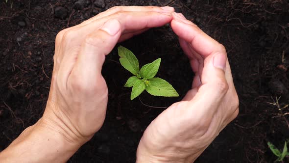 Hands Protect A Young Plant