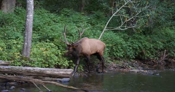 Bull Elk Walking In Stream 4K