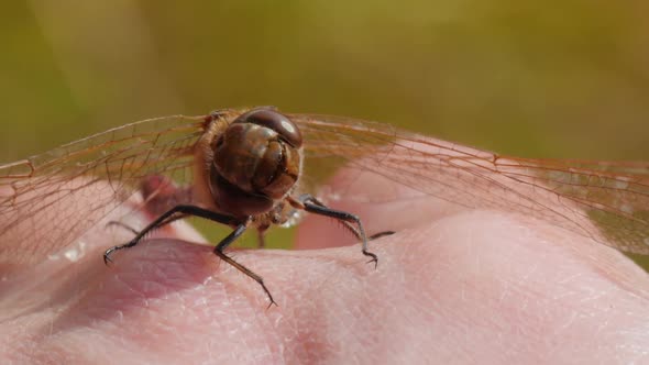 Dragonfly Sitting on Man's Hand