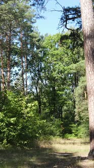 Vertical Video of Green Forest By Day