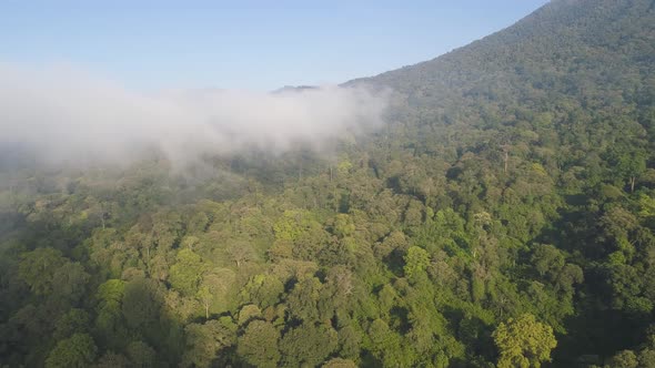 Tropical Landscape Rainforest and Mountains