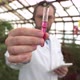 Scientist Holds Test Tubes with Plants in His Hands - VideoHive Item for Sale