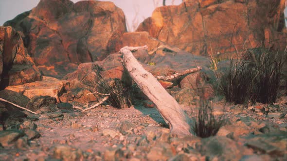 Dry Dead Tree Branches and Mountain Ridge