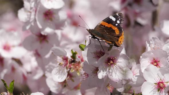 Almond tree during the spring season