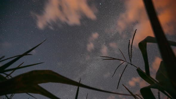 Night Starry Sky With Glowing Stars And Meteoric Track Trails Above Green Maize Corn Field