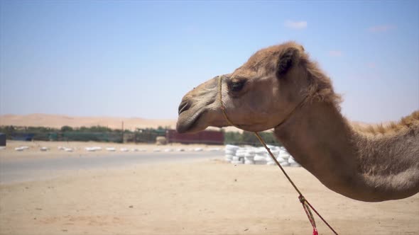 Slomo Profile of an African Camel Looking up against Blue Sky, with Flies around the Head