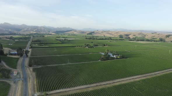Aerial overlooking hundreds of sauvignon blanc early in the morning