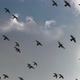 Flock Of Pigeons Flying In Sync Silhouette Sunny Blue Sky - VideoHive Item for Sale