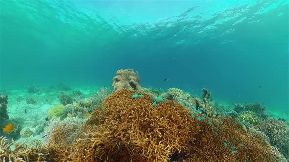 Coral Reef Tropical Fish Underwater