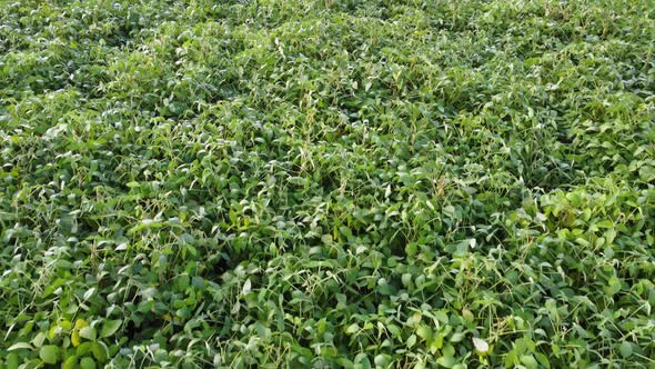 Soybean Field Flight Over Soybean Crops Green Plants Farming Green Soy