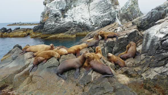 Steller's Sea Lions Rest and Fight on a Rocky Island in the East Sea