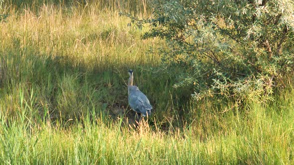 A great blue heron walks through a marshy grassland - slow motion