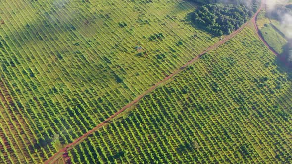 African bamboo farm filmed on a drone.