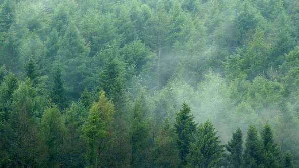 Mist Moving Over Forest Timelapse