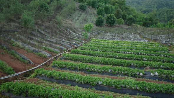 Handheld Pan of Neat Green Plantation on Steep Mountain in Thailand