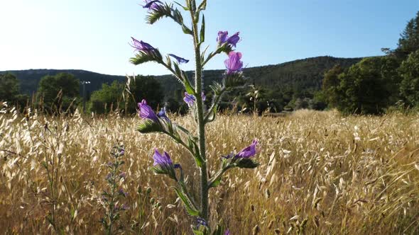 Echium plantagineum, purple viper's-buglossor Paterson's curse, southern France