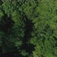 Flying Over Forest 7 - VideoHive Item for Sale