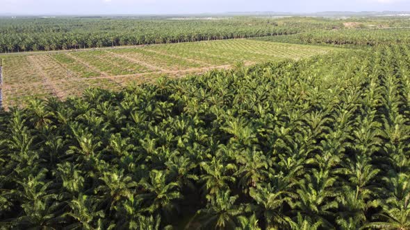 Aerial view green oil palm transplant farm