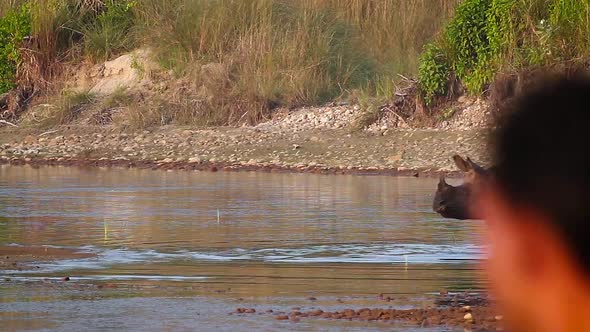 Greater One-horned Rhinoceros