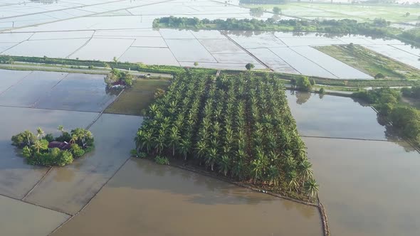 Aerial view tracking oil palm estate in flood paddy field