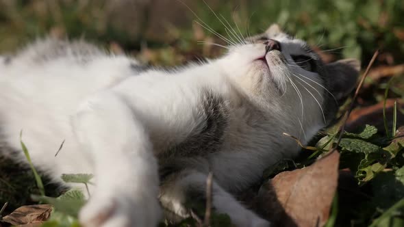 Slow motion of curious Felis catus animal in the grass  1920X1080 HD footage - Relaxing scene with p