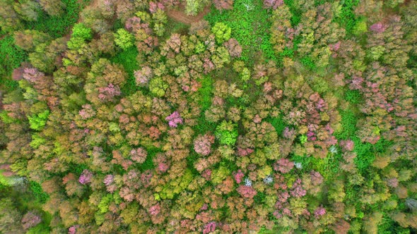 Prunus cerasoides bloom in tropical forests in northern Thailand