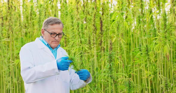 Portrait of Scientist Checking and Analizing Hemp Plants Concept of Herbal Alternative Medicinecbd