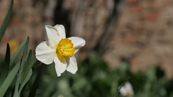 Shallow DOF Narcissus  flower in the grass 4K 2160p 30fps UHD footage - White and yellow Pseudonarci