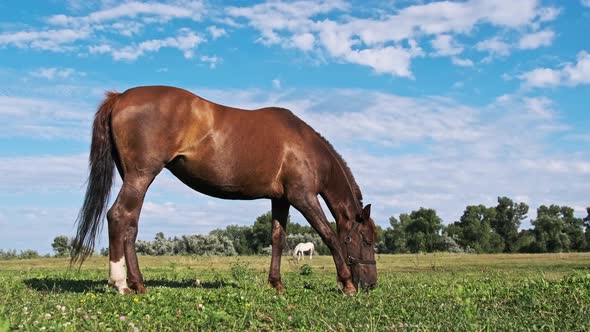 Brown Horse Grazes in the Meadow Against the Blue Sky