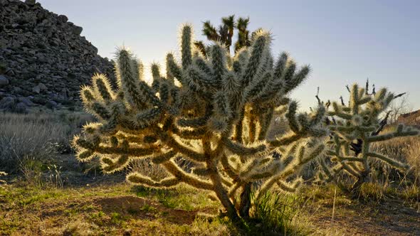 Joshua Tree National Park, California, United States. Cactuses and a Joshua Tree During Sunset