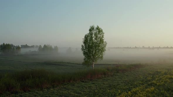 Foggy Morning