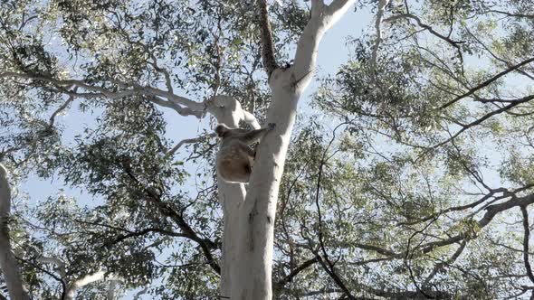Koala Bear slowly climbs up a Native Australian Eucalyptus tree in search of a secure branch to slee