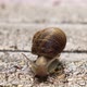 Snail coming towards camera on wet stone floor - VideoHive Item for Sale