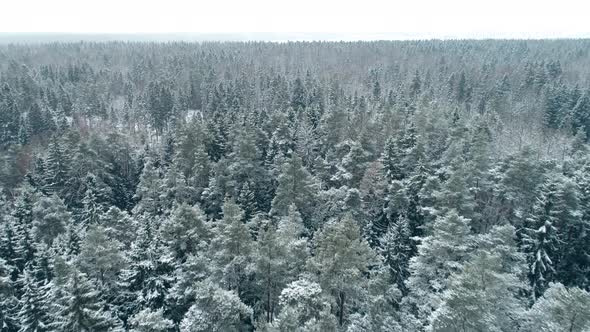 Winter Forest Aerial