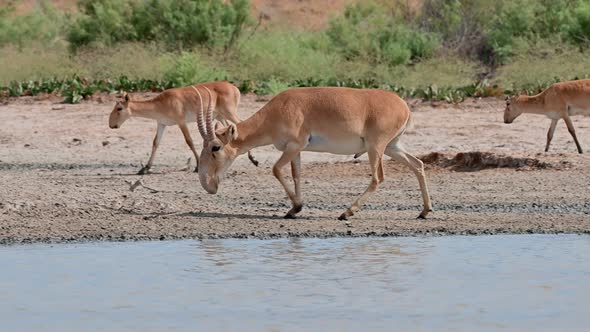 Wild Saiga Antelope or Saiga Tatarica Drinks in Steppe